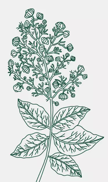 Вазелин с экстрактом тикового растения (Вазелин Садж)